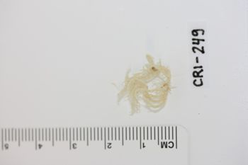 Media type: image;   Invertebrate Zoology CRI-249 Description: Preserved specimen.;